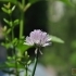 Allium schoenoprasum -- Schnittlauch
